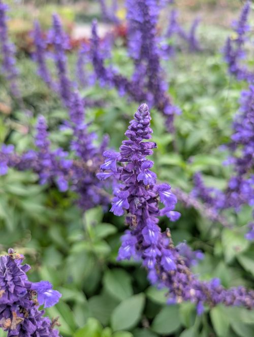 Free stock photo of aesthetic flowers, conservatory garden, flower garden Stock Photo