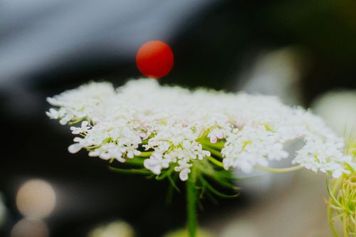 Free Macro shot of delicate Queen Anne's Lace with a striking red berry accent. Stock Photo