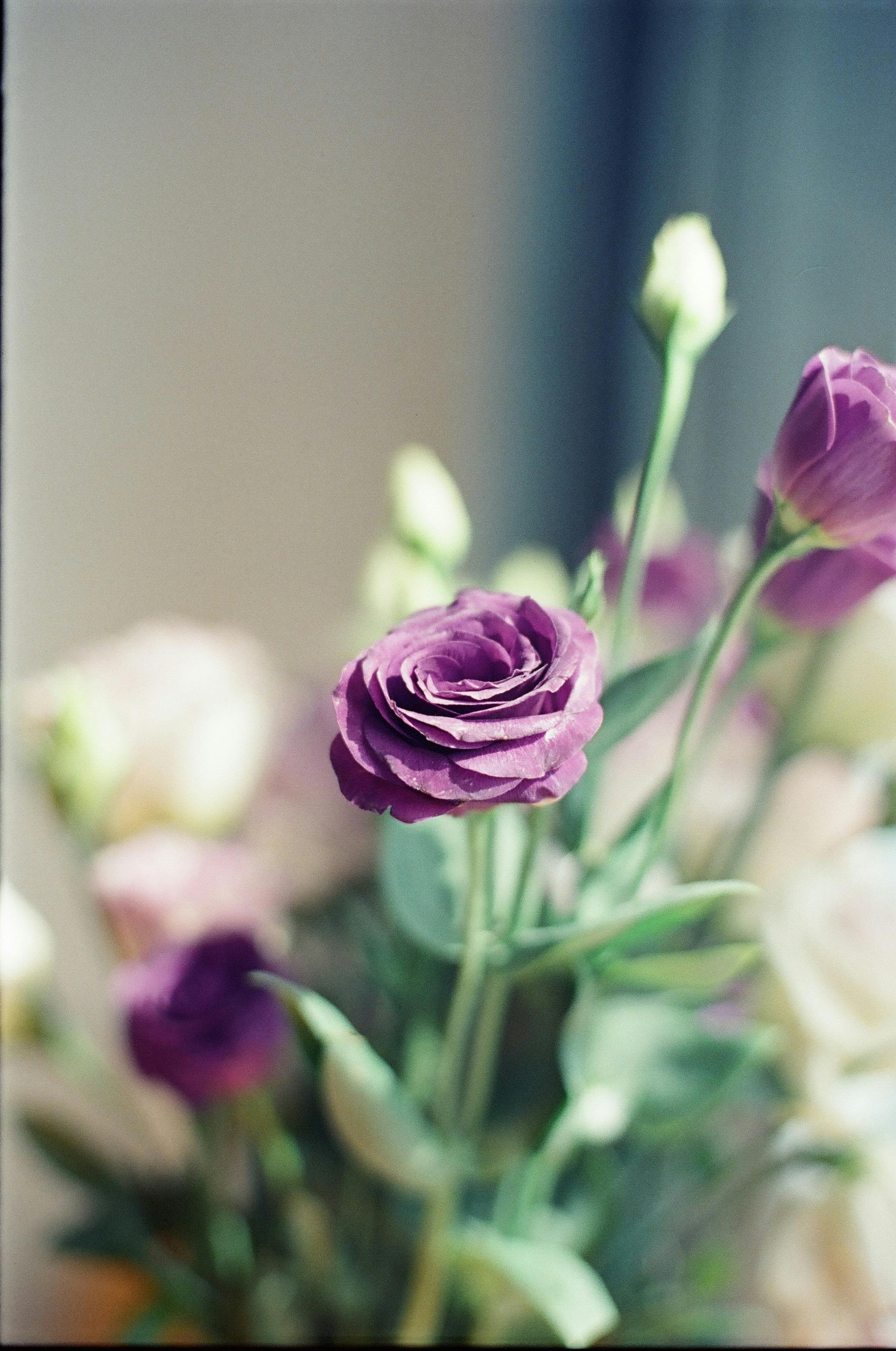 [ColoSach]-close-up-of-a-purple-lisianthus-flower-in-a-soft,-natural-setting,-evoking-tranquility.