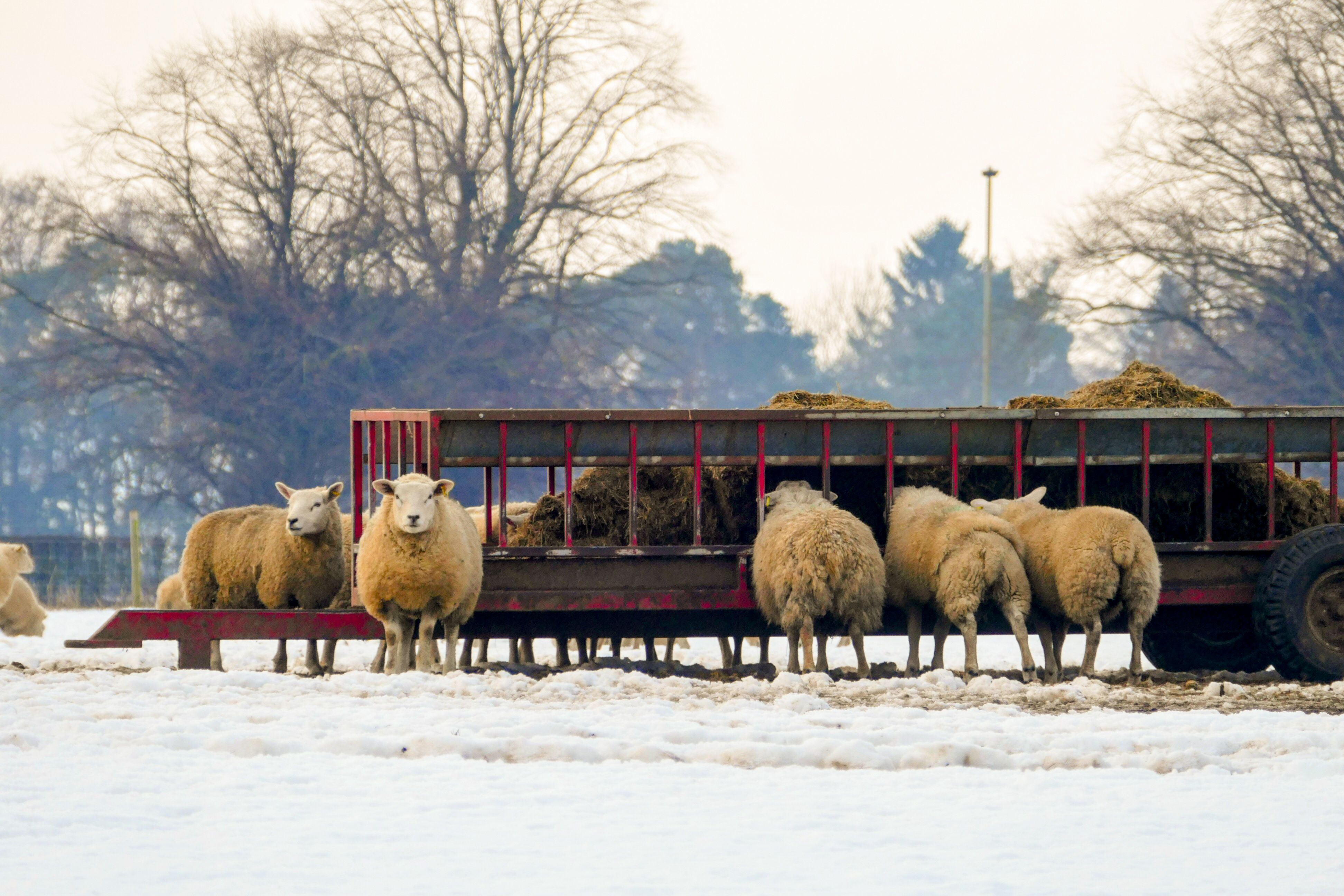 Sheep gather around a feeder on a snowy winter farm in Studley Roger, UK.