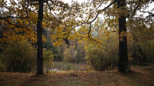 Free Tranquil fall landscape featuring oak trees and golden foliage. Stock Photo
