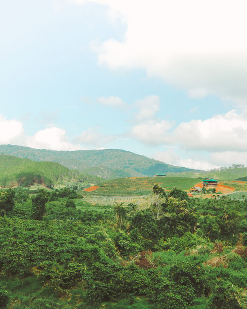 Free Explore the lush and vibrant landscapes of Lâm Đồng, Việt Nam, under a serene blue sky. Stock Photo