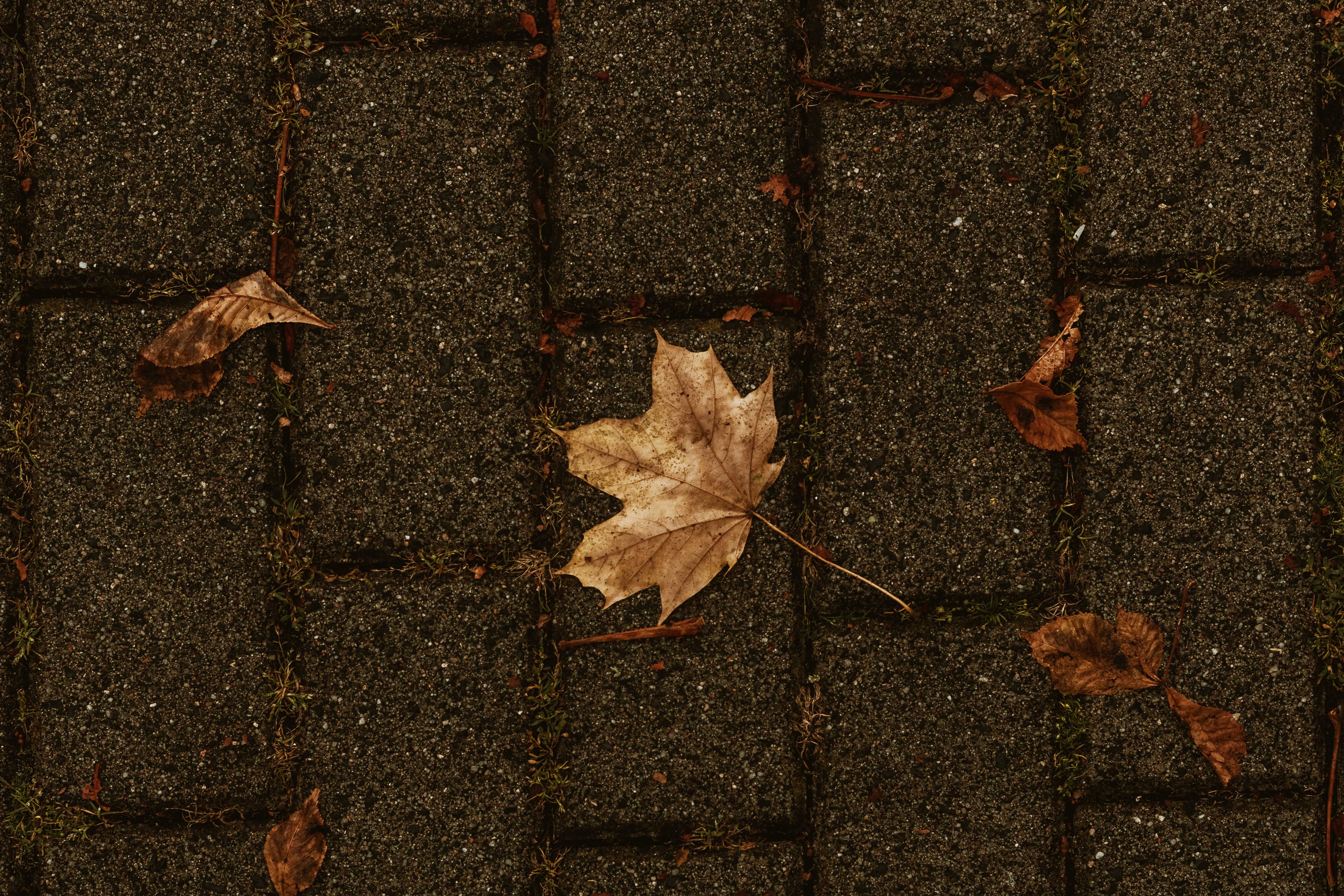 A single autumn leaf lying on a textured stone path, capturing the essence of fall in Bad Hersfeld, Hessen.