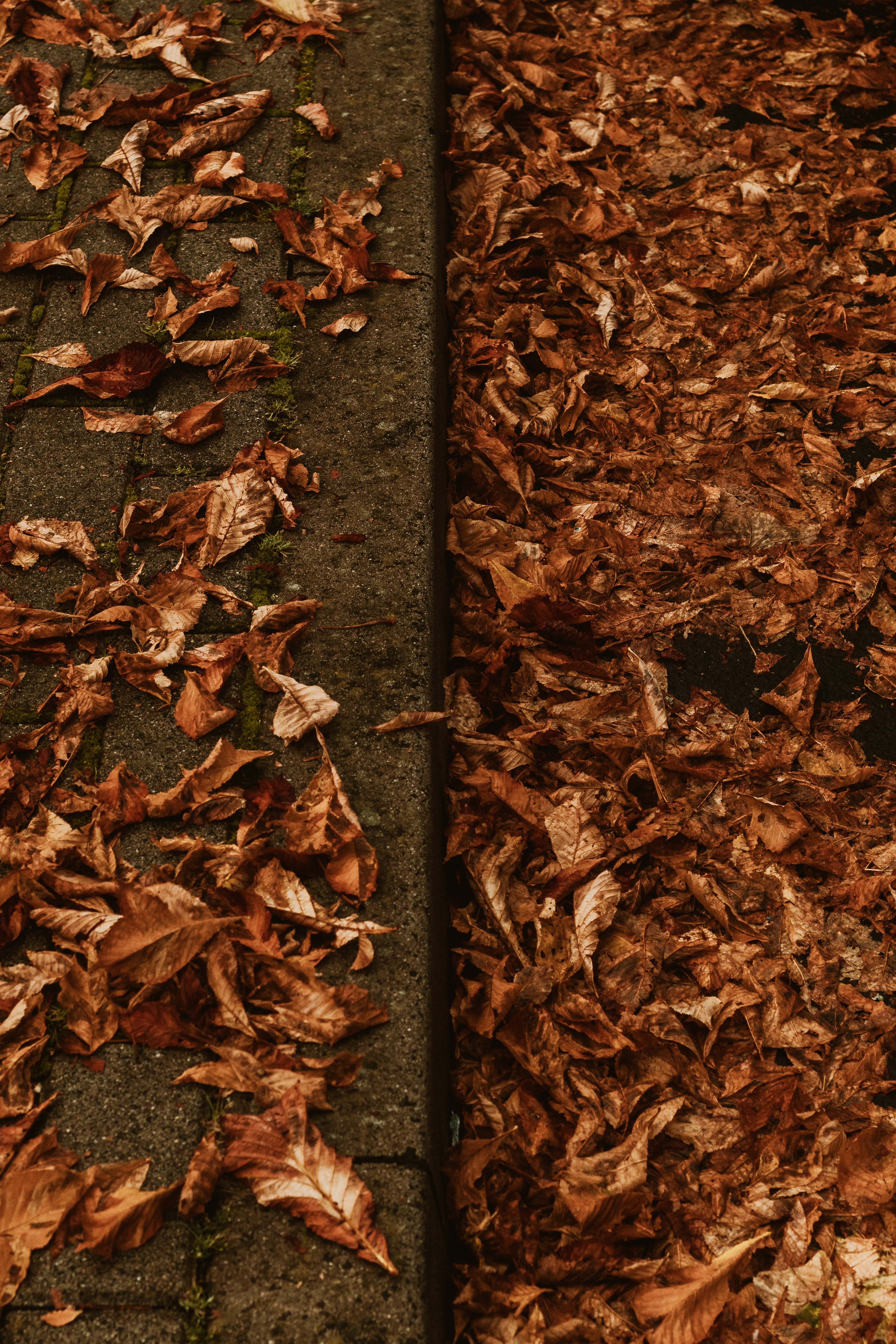 Pathway covered with vibrant autumn leaves in Bad Hersfeld Germany wallpaper