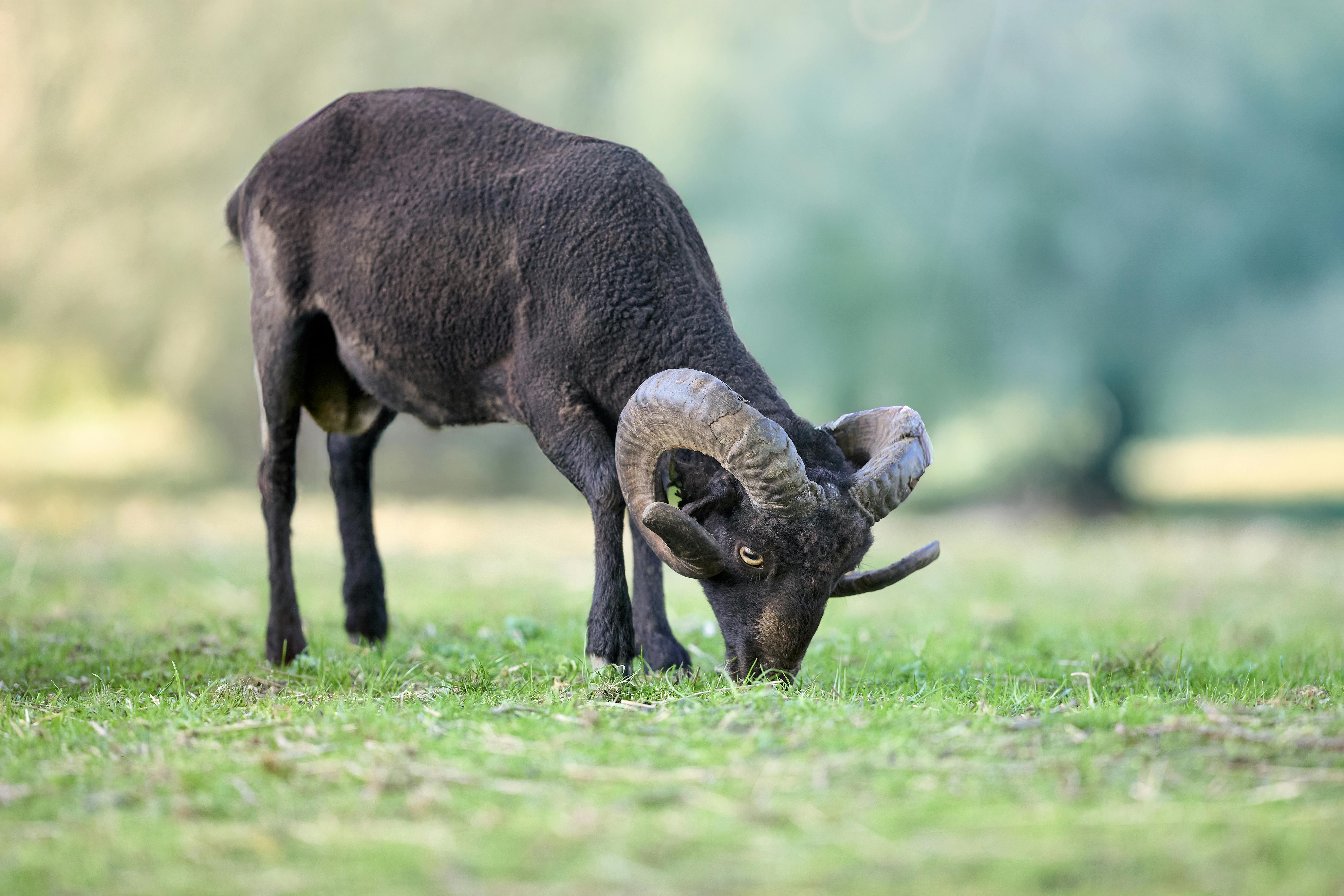 Black Hawaiian Sheep