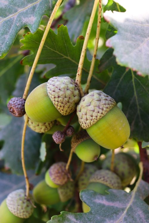 Free Vibrant close-up of green oak acorns hanging from the tree, surrounded by lush leaves. Stock Photo