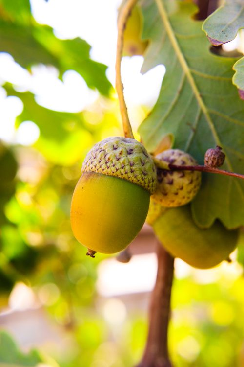 Free Vibrant close-up of green acorns on an oak tree branch, sunlit and detailed. Stock Photo