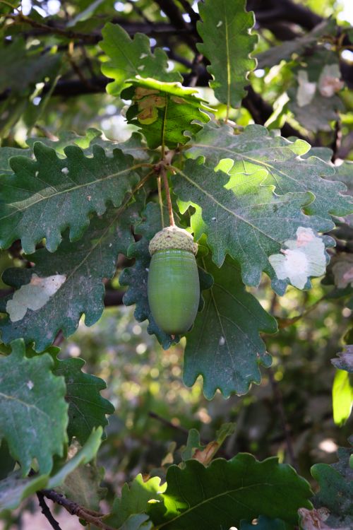 Free A detailed view of a green acorn hanging from an oak tree branch with vibrant leaves. Stock Photo