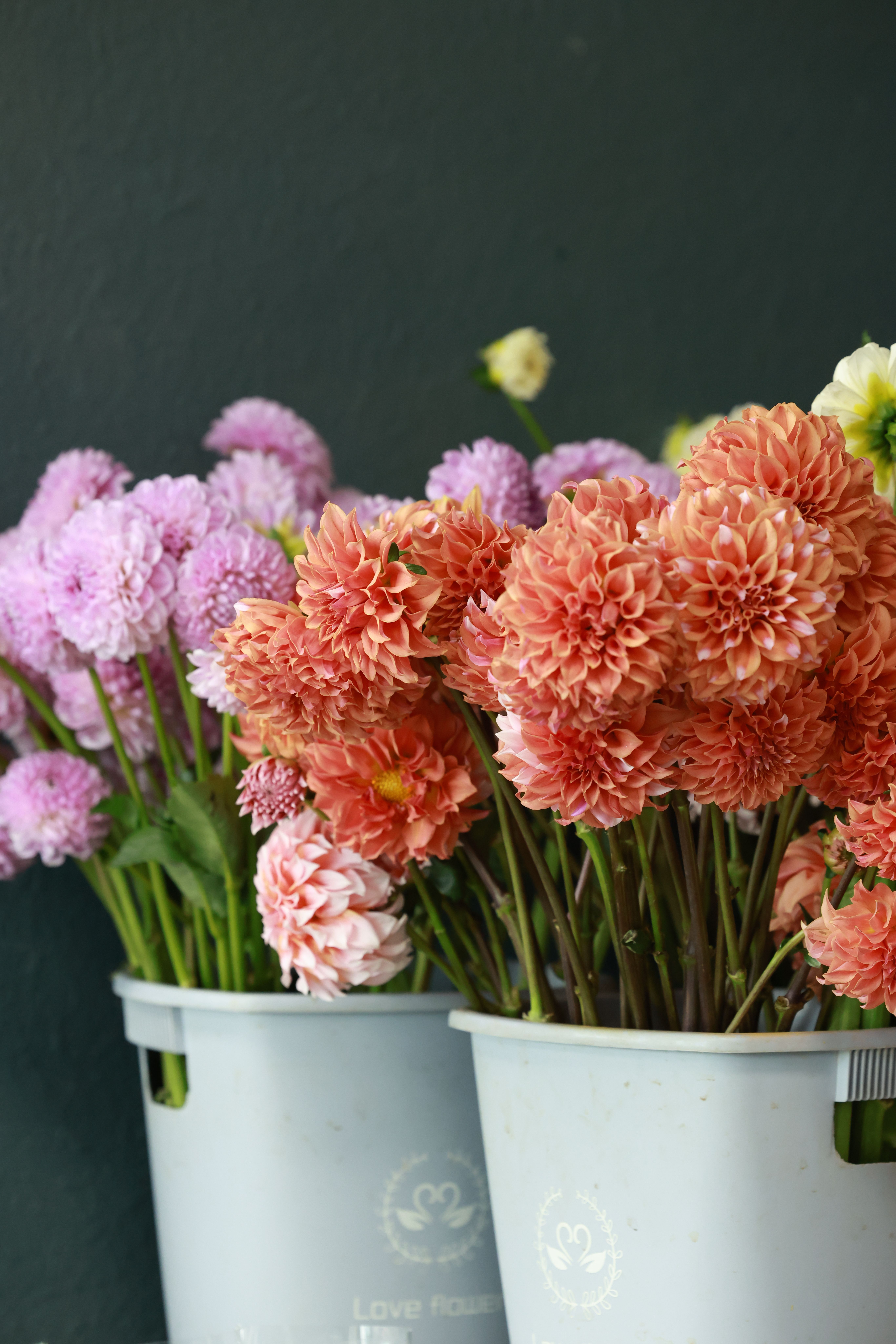 [ColoSach]-colorful-dahlias-and-chrysanthemums-in-buckets-create-a-vibrant-floral-display-indoors.