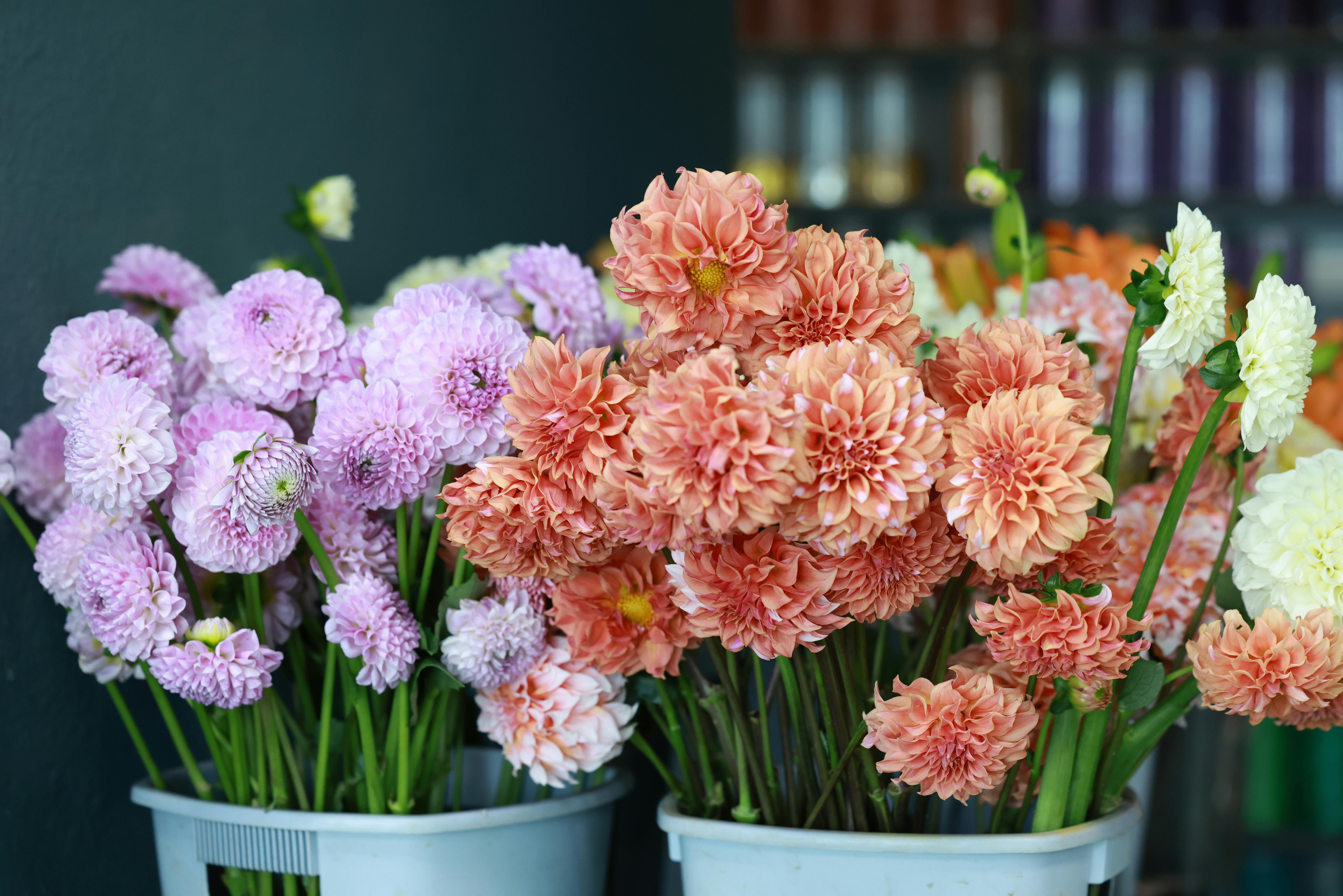 [ColoSach]-vibrant-bouquets-of-colorful-chrysanthemums-displayed-in-buckets-indoors.