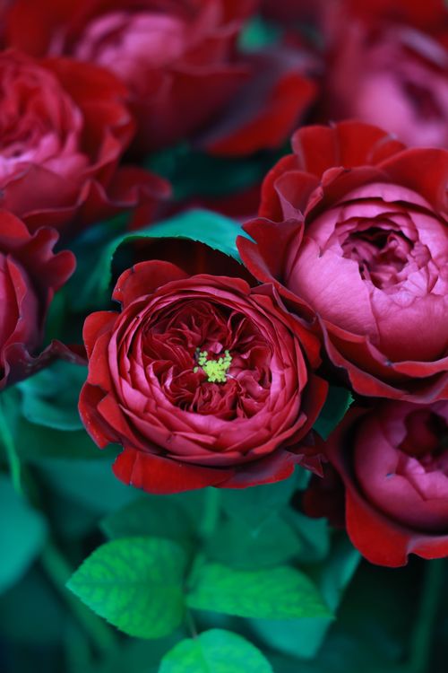 Vibrant Red Roses with Green Leaves Close-up · Free Stock Photo