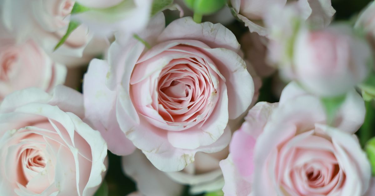 Real Soft Pink Roses Close-up of Soft Pink Rose Blooms · Free Stock Photo