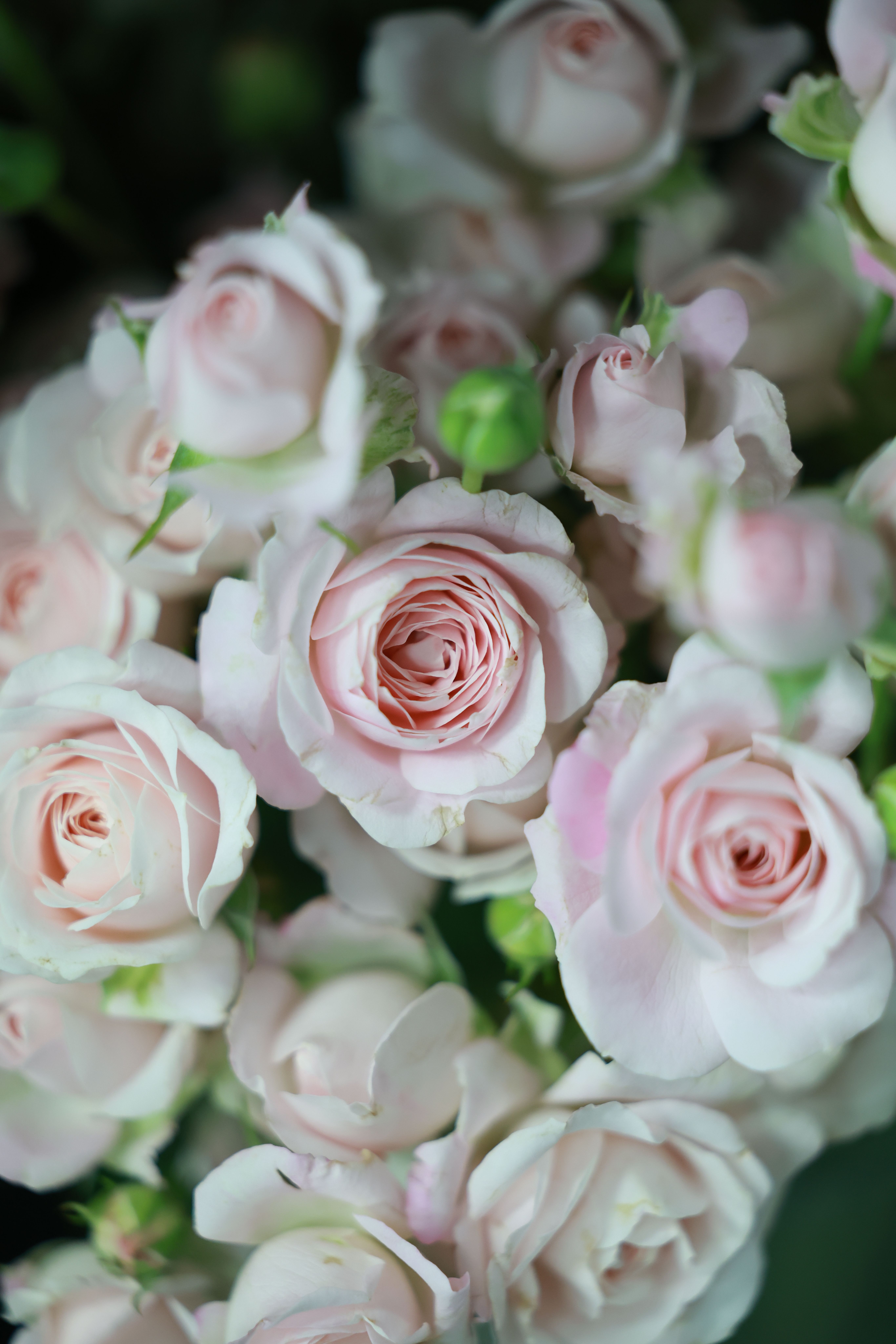 Close-up of Soft Pink Rose Blooms · Free Stock Photo