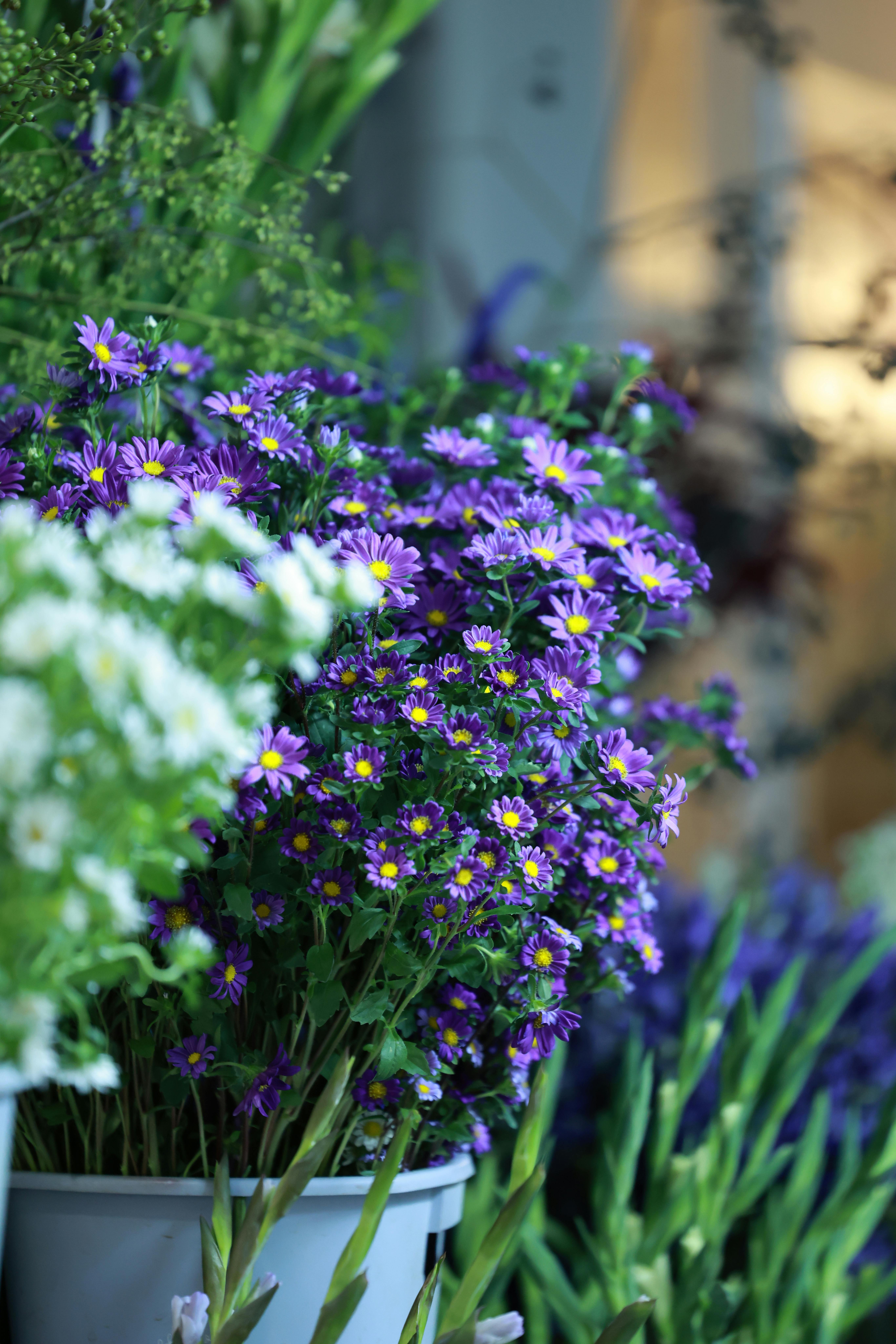 [ColoSach]-a-stunning-display-of-purple-asters-and-greenery-in-a-floral-shop.