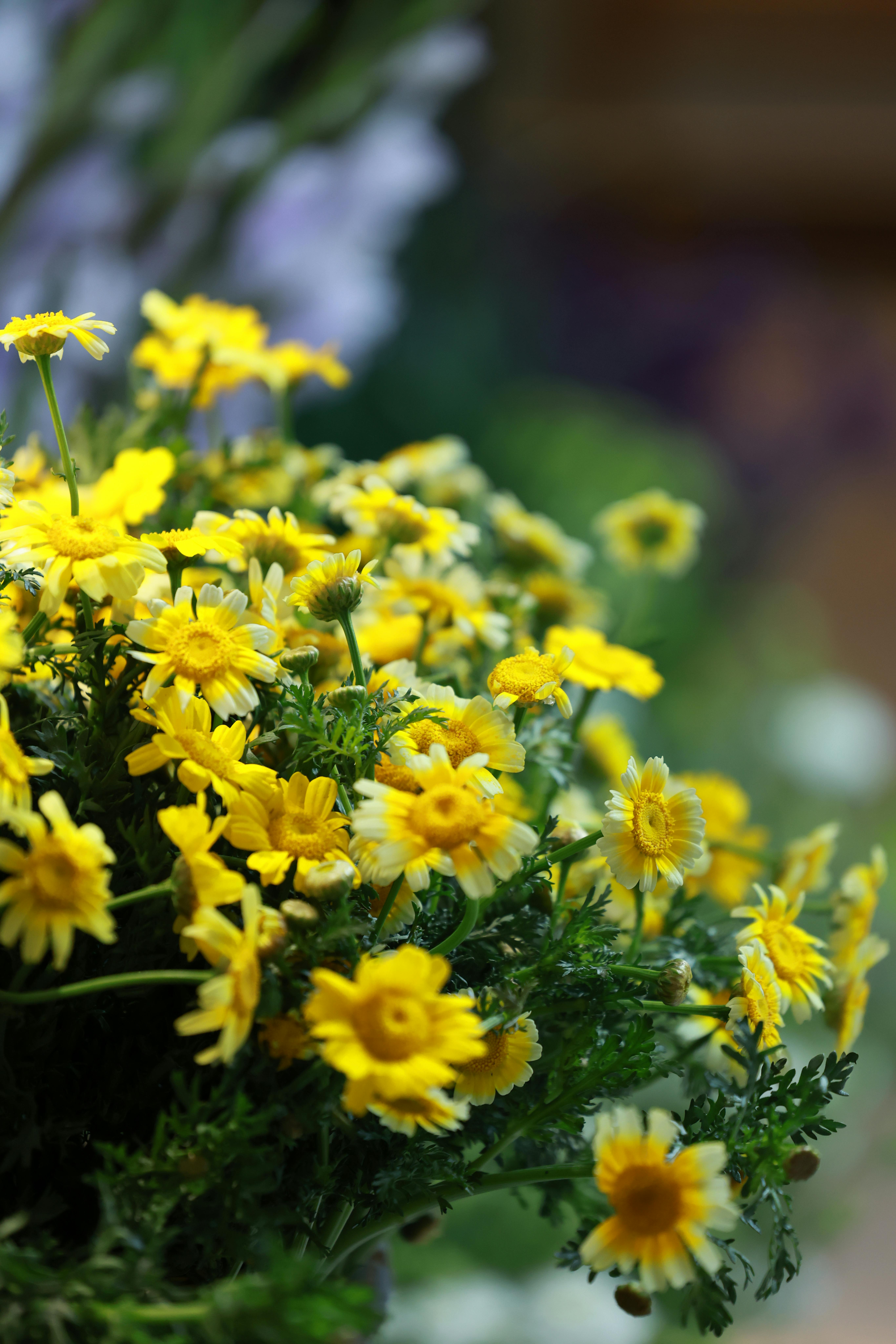[ColoSach]-a-close-up-view-of-vibrant-yellow-daisies-in-full-bloom-against-a-blurred-background.