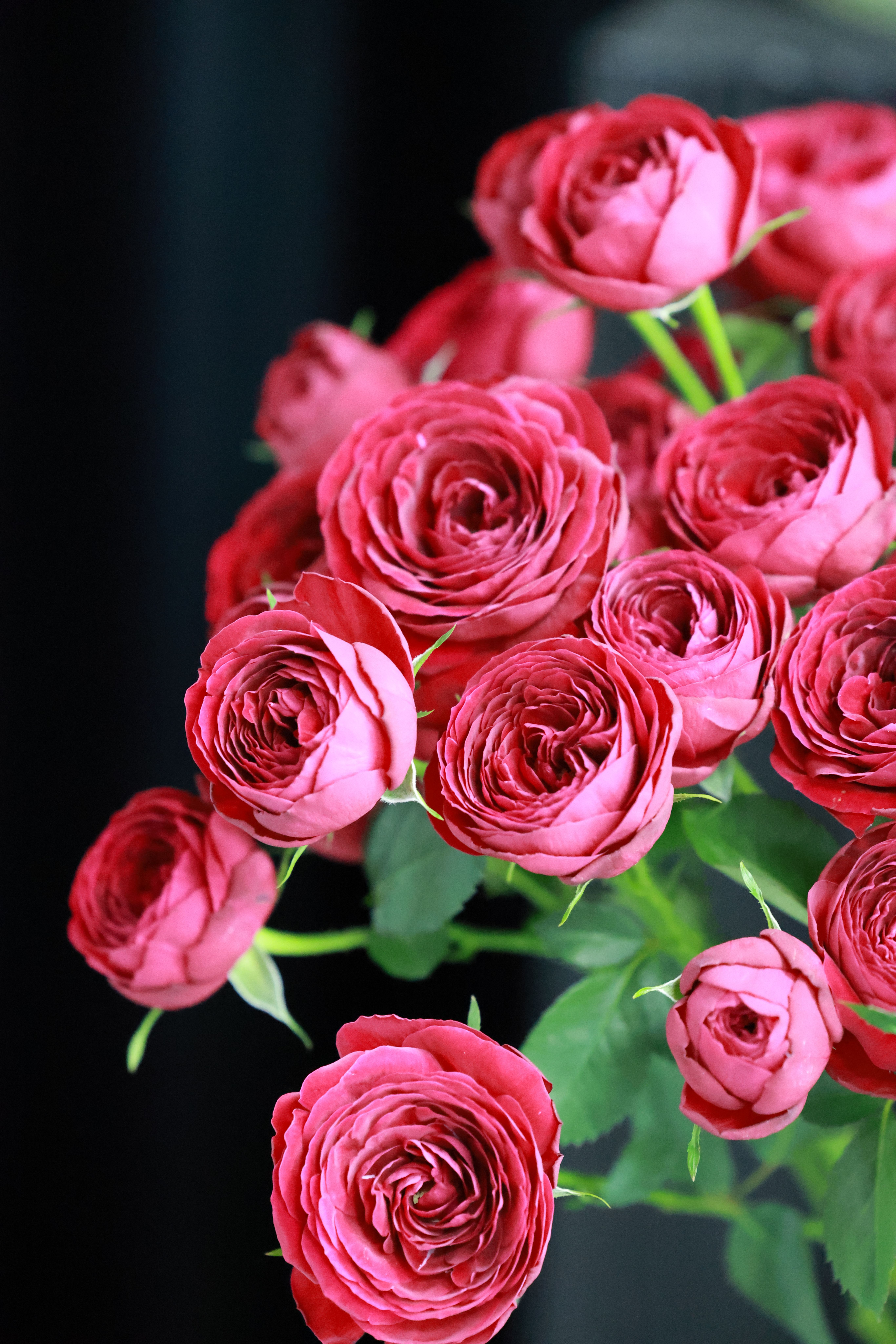 Close-up of Vibrant Pink Roses in Bloom · Free Stock Photo
