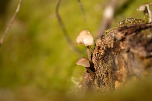 Free Mushrooms growing on moss-covered tree bark in a lush Latvian forest, showcasing autumn's natural beauty. Stock Photo