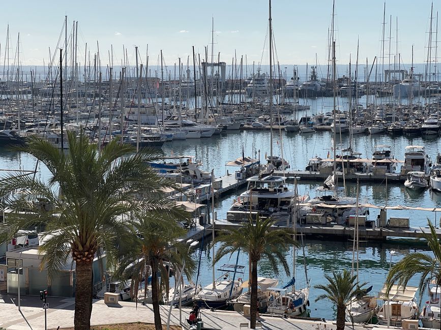 Outstanding Dolphin Searching Tour in Puerto de Mogán (