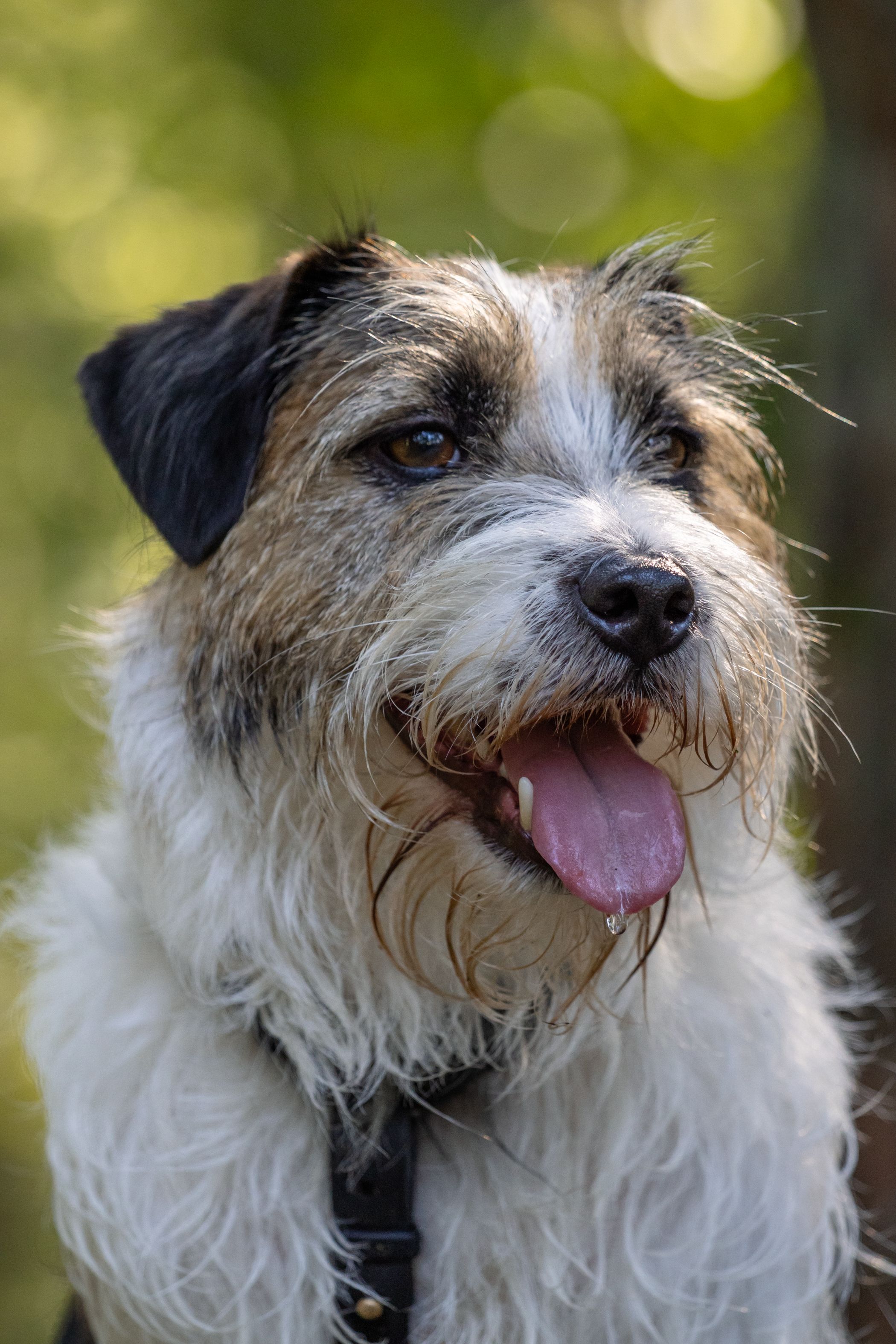 Rough-coated Parson Russell Terrier outdoors, photo by Krista Glizdeniece on Pexels