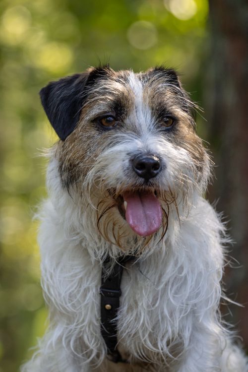 Free Adorable Jack Russell Terrier with tongue out, enjoying a sunny day in a Latvian forest. Stock Photo