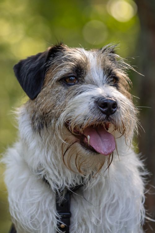 Free A cheerful Jack Russell Terrier with a pink tongue out, enjoying the outdoors in fall. Stock Photo