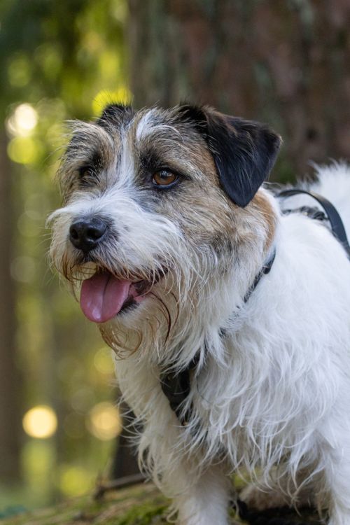 Free A long-haired Jack Russell Terrier with tongue out in a sunny autumn forest. Stock Photo