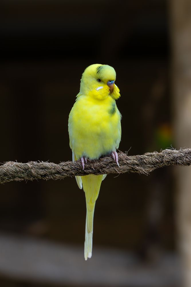黄色いインコ 出品 4,870+以上の無料黄色いインコ画像