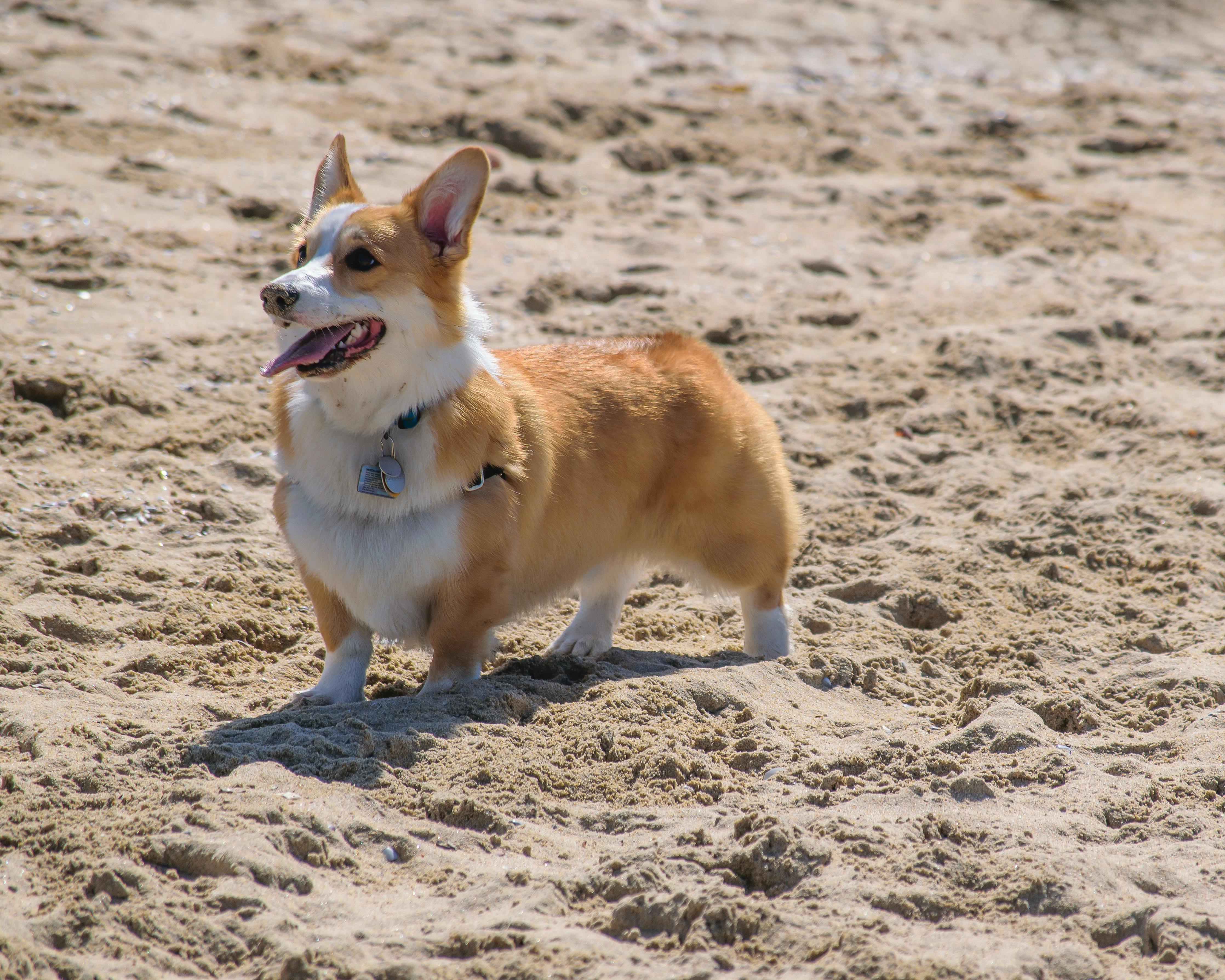 Corgi Raises $106M Series B1 to Expand Into New Lines of Commercial Insurance — Photo by Thomas Parker on Pexels