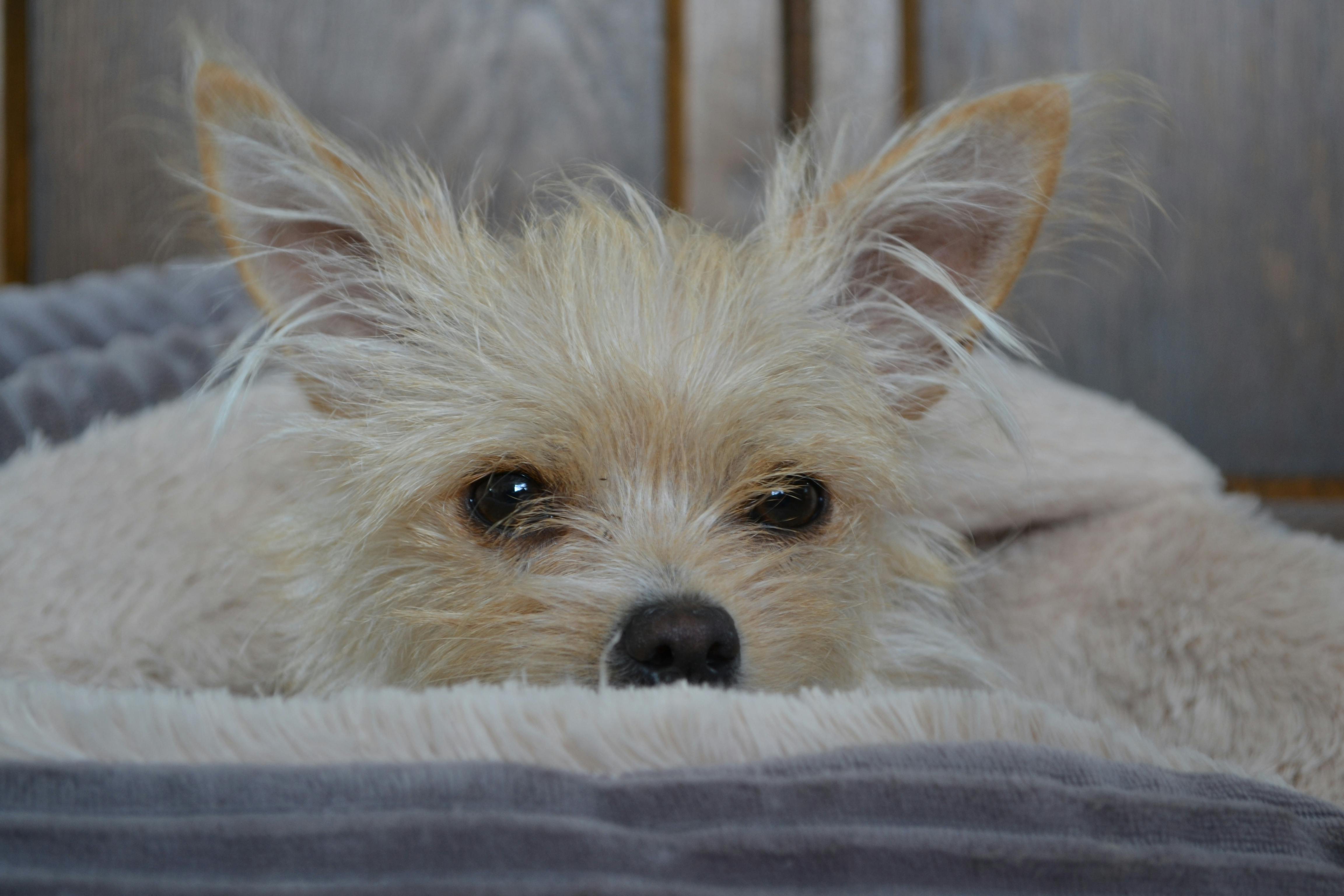 Difference Between Lyre And Harp Difference