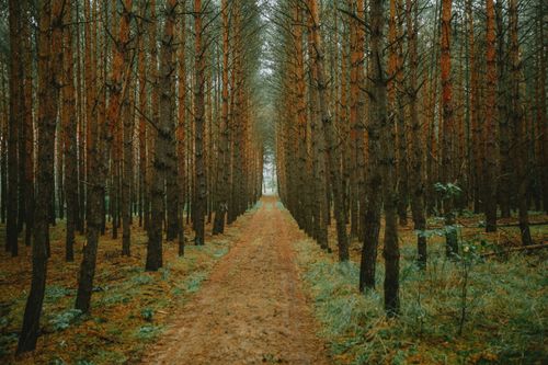 Free Serene path through a dense pine forest captures the essence of autumn. Stock Photo