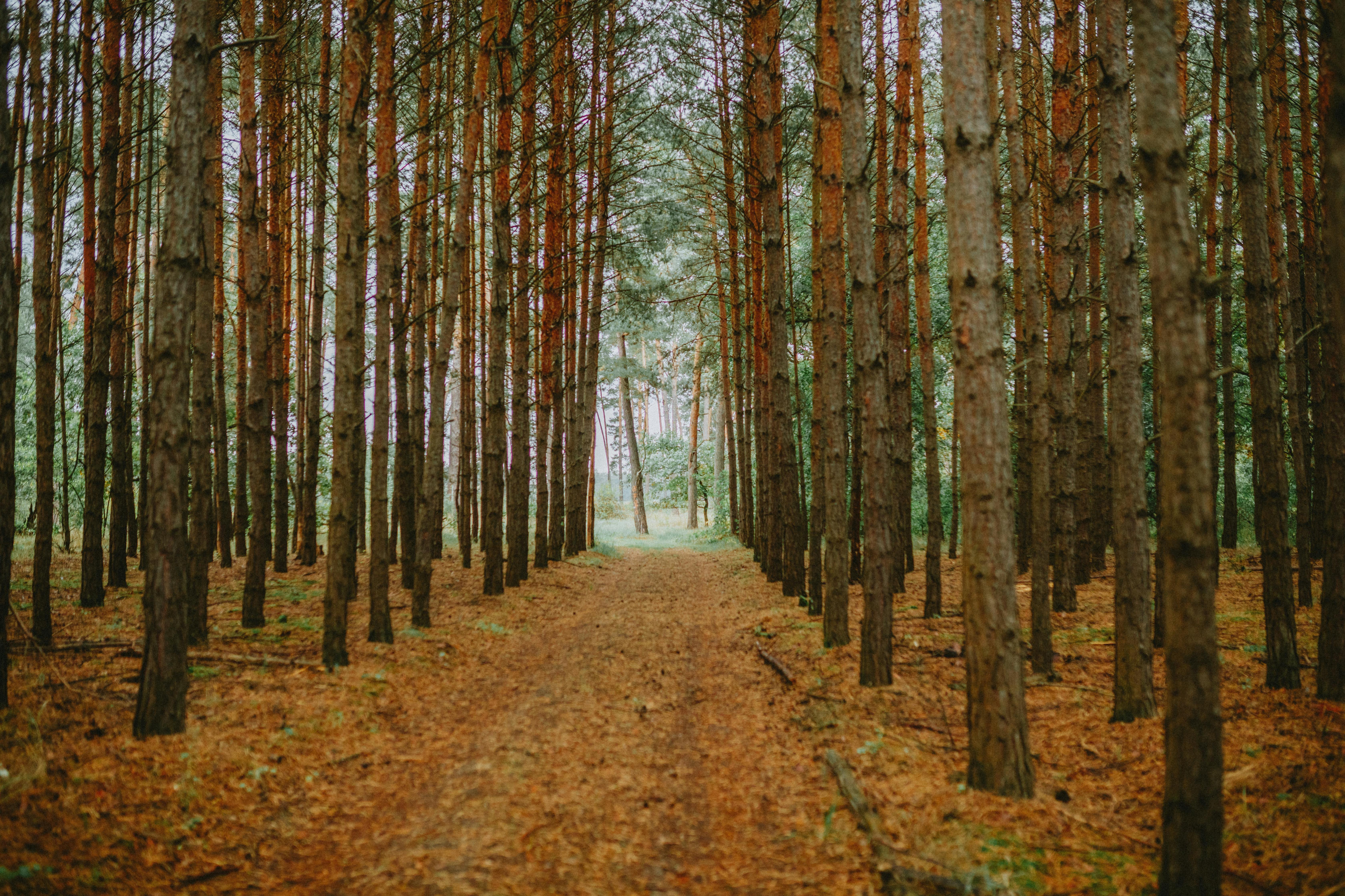 Eco-Friendly Alternatives for Rare Earth Metals in Electronics