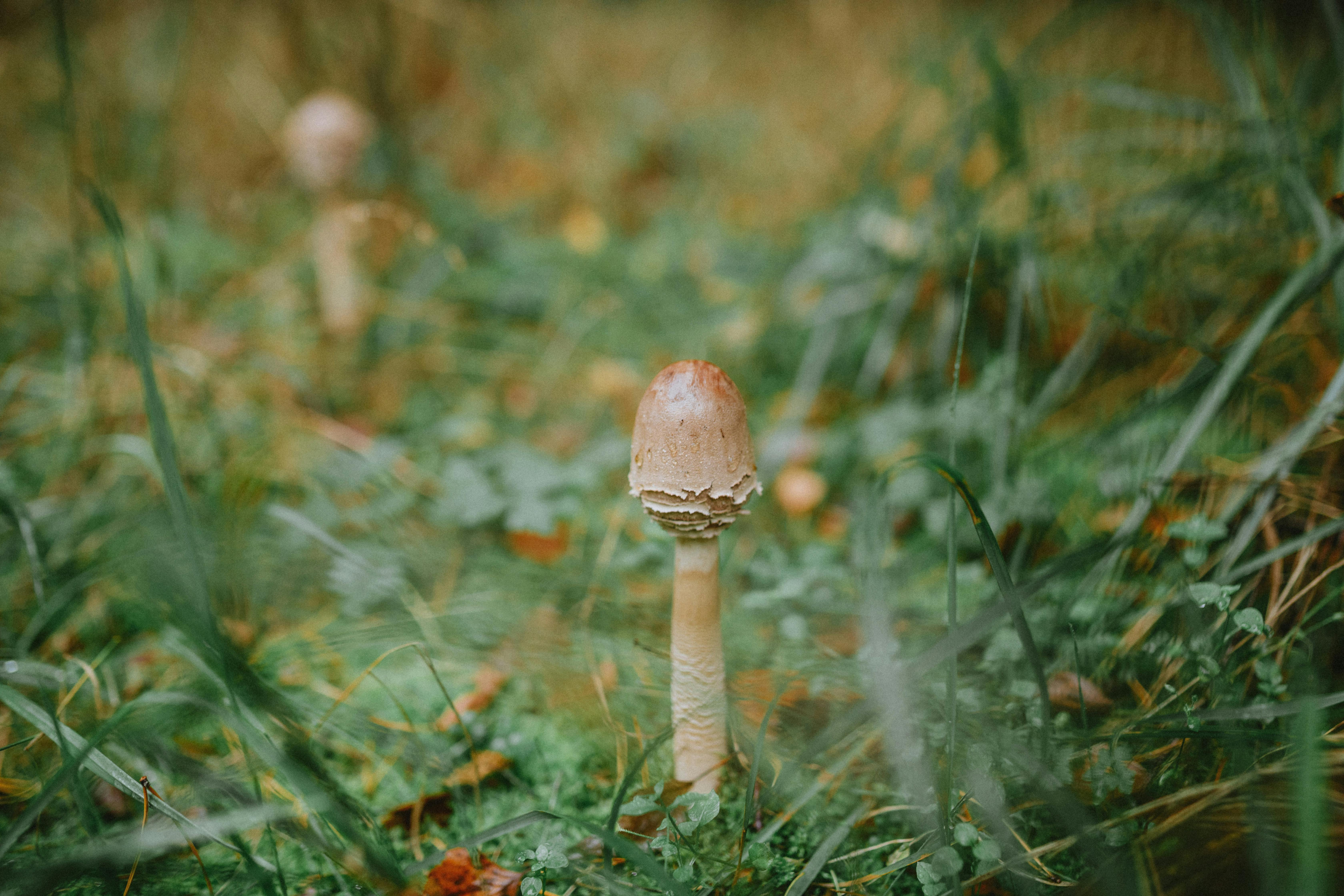 Innovative Solutions to Forest Degradation: Protecting Our Forests for Future Generations