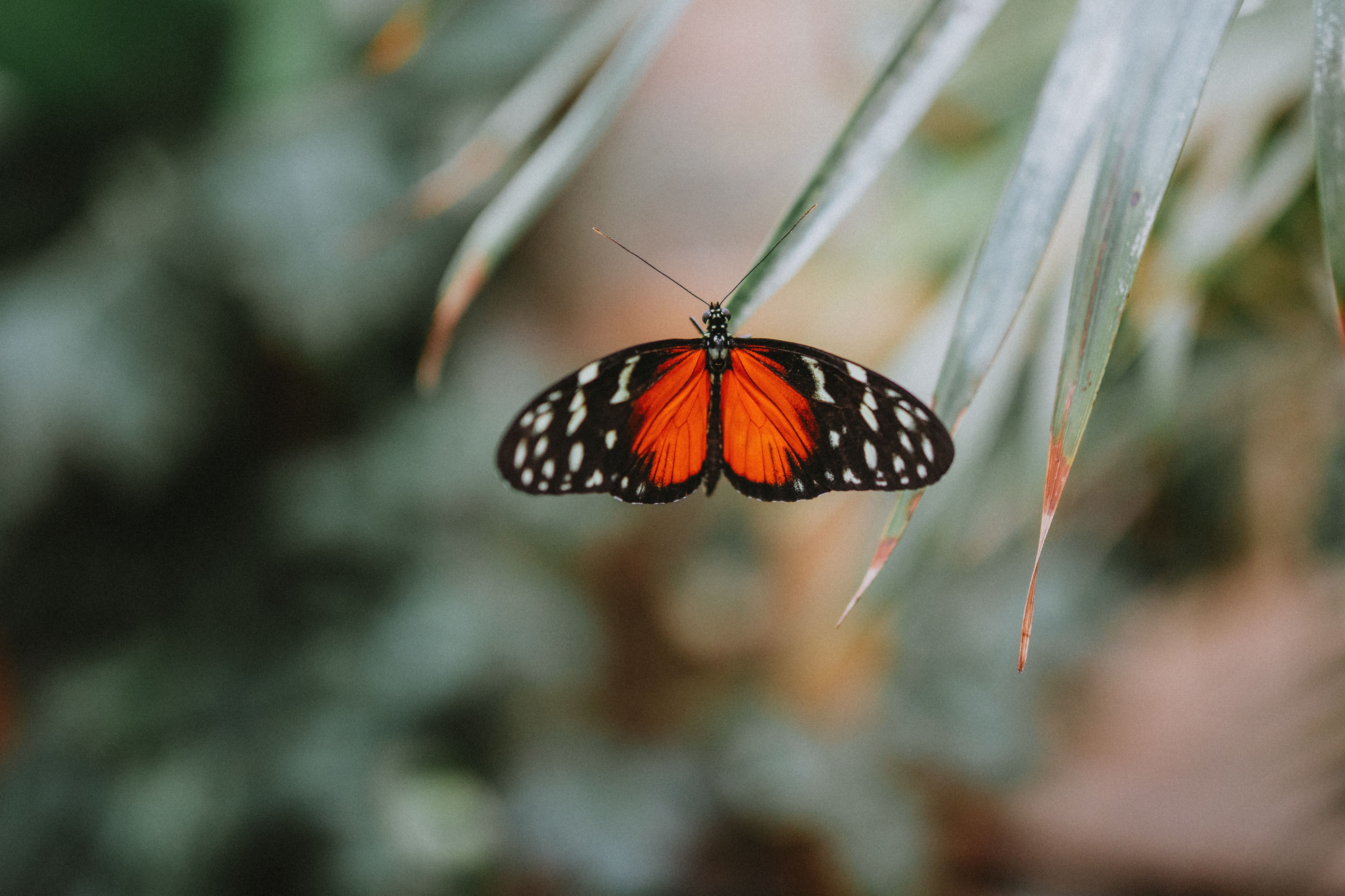 Colorful Heliconius butterfly rests on leaf with blurred background in natural setting.