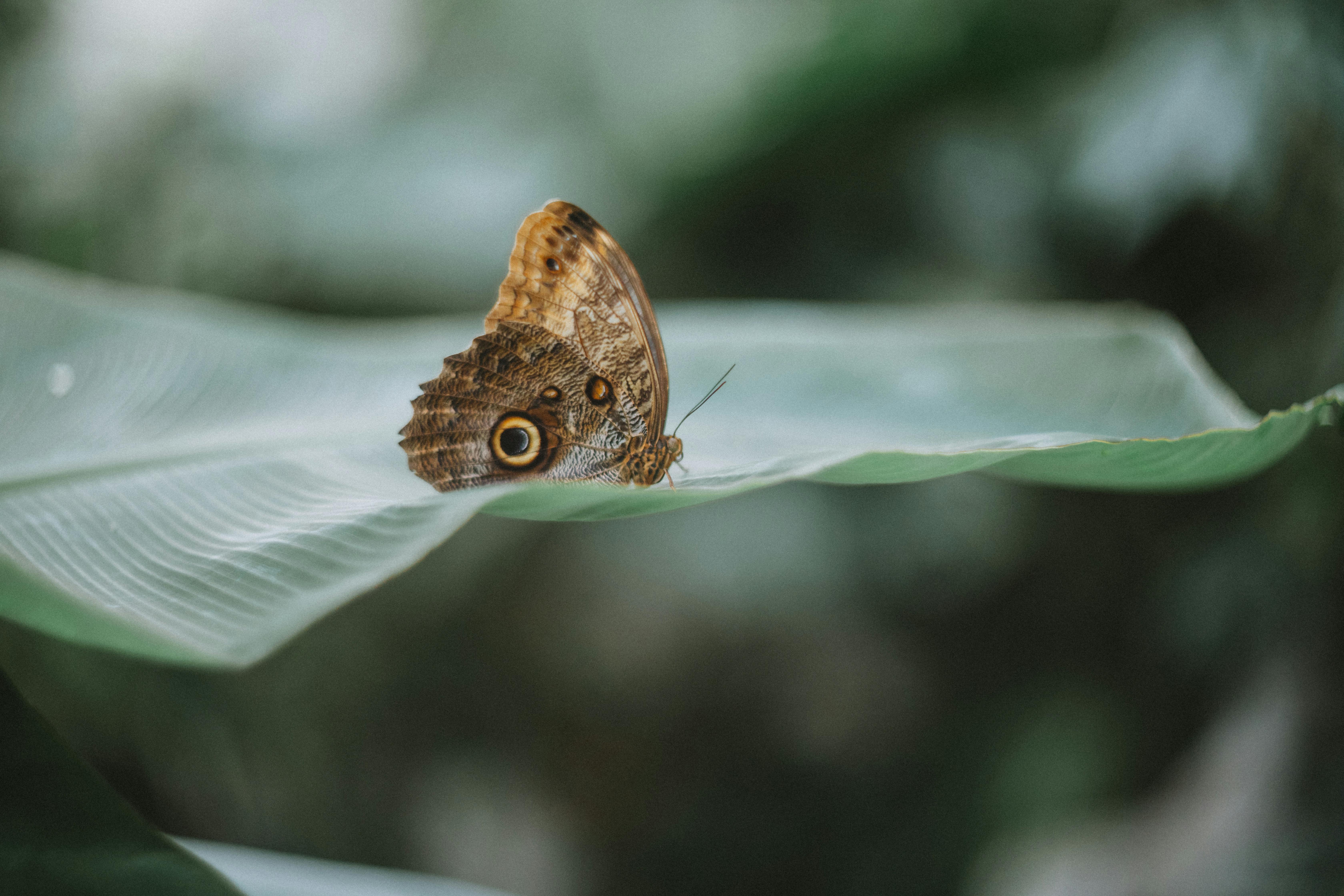 Beautiful butterfly resting on a large green leaf, showcasing nature's delicate balance.