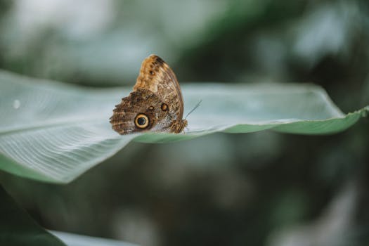 Beautiful butterfly resting on a large green leaf, showcasing nature's delicate balance.