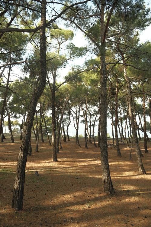 Free Discover a tranquil pine forest in Heybeliada, Istanbul, perfect for nature lovers. Stock Photo