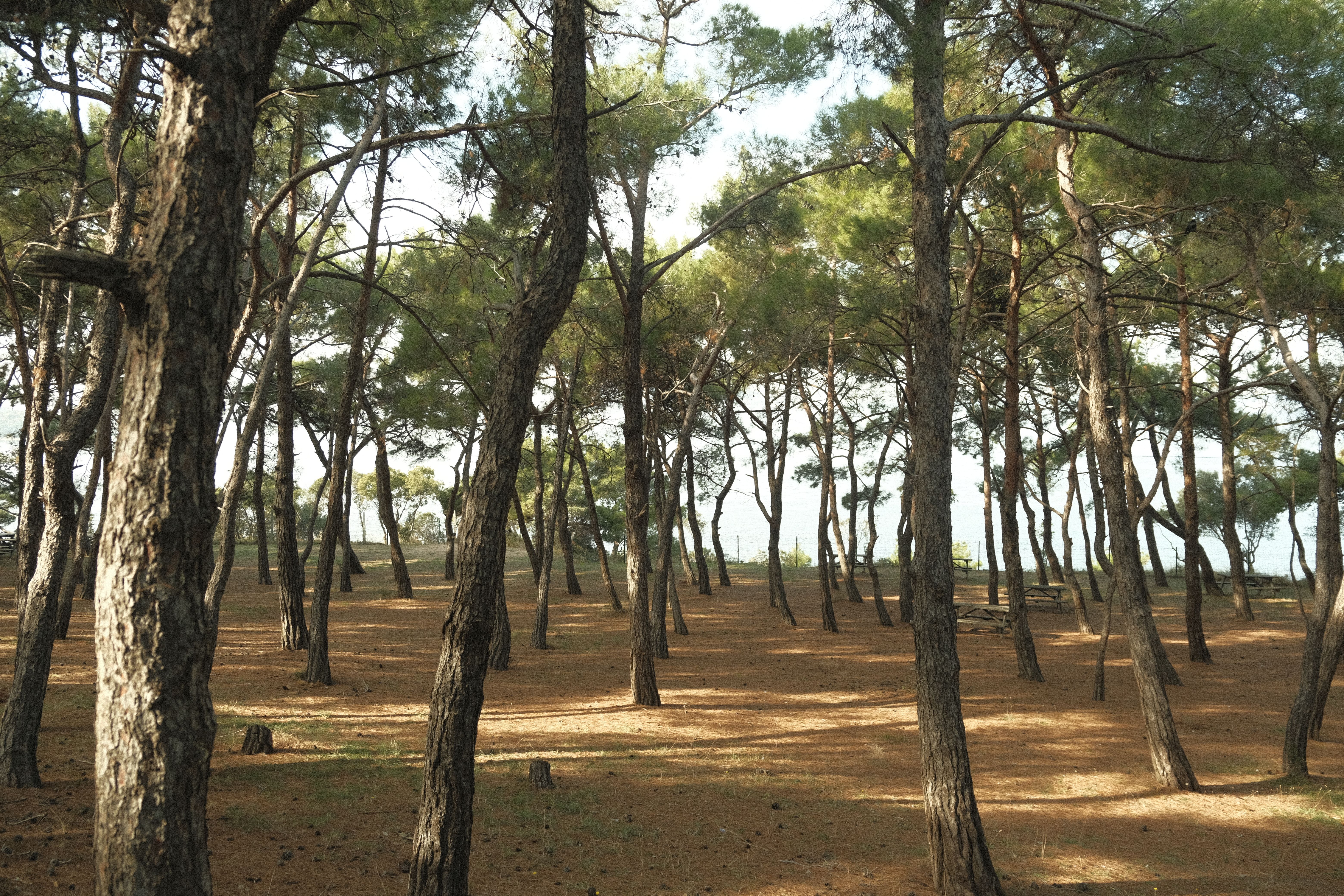 Explore the tranquil pine forest of Heybeliada, Istanbul, offering a serene escape in nature.