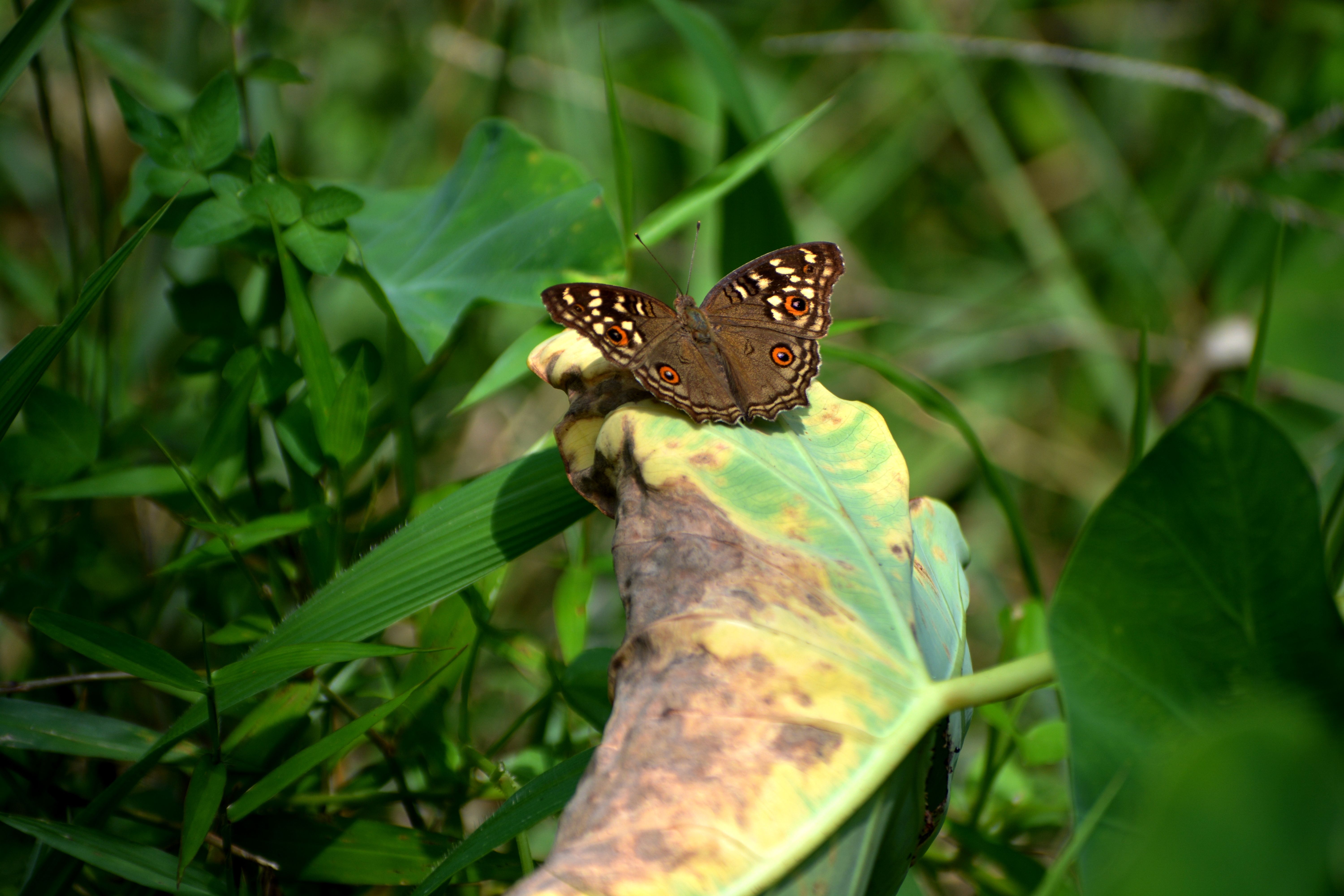 A brown butterfly with eye-like patterns rests on a green leaf in Guwahati, Assam, India.