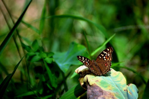 A Common Buckeye butterfly gracefully rests on a vibrant leaf in Guwahati, Assam.