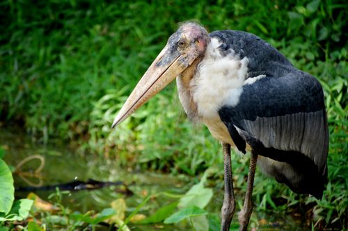 Free Lesser Adjutant Stork photographed in lush surroundings of Guwahati Zoo, Assam, India. Stock Photo
