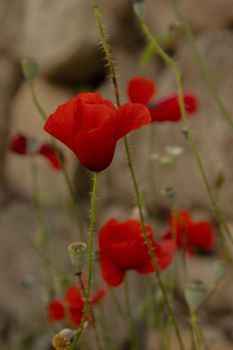 Close-up of red poppies blooming against a blurred stone wall background.