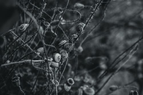 Free Close-up of spiraling plants in monochrome, creating an abstract and intricate visual. Stock Photo