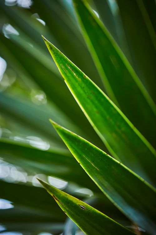 Free Detailed shot of sharp green tropical leaves with morning light highlighting textures and color. Stock Photo