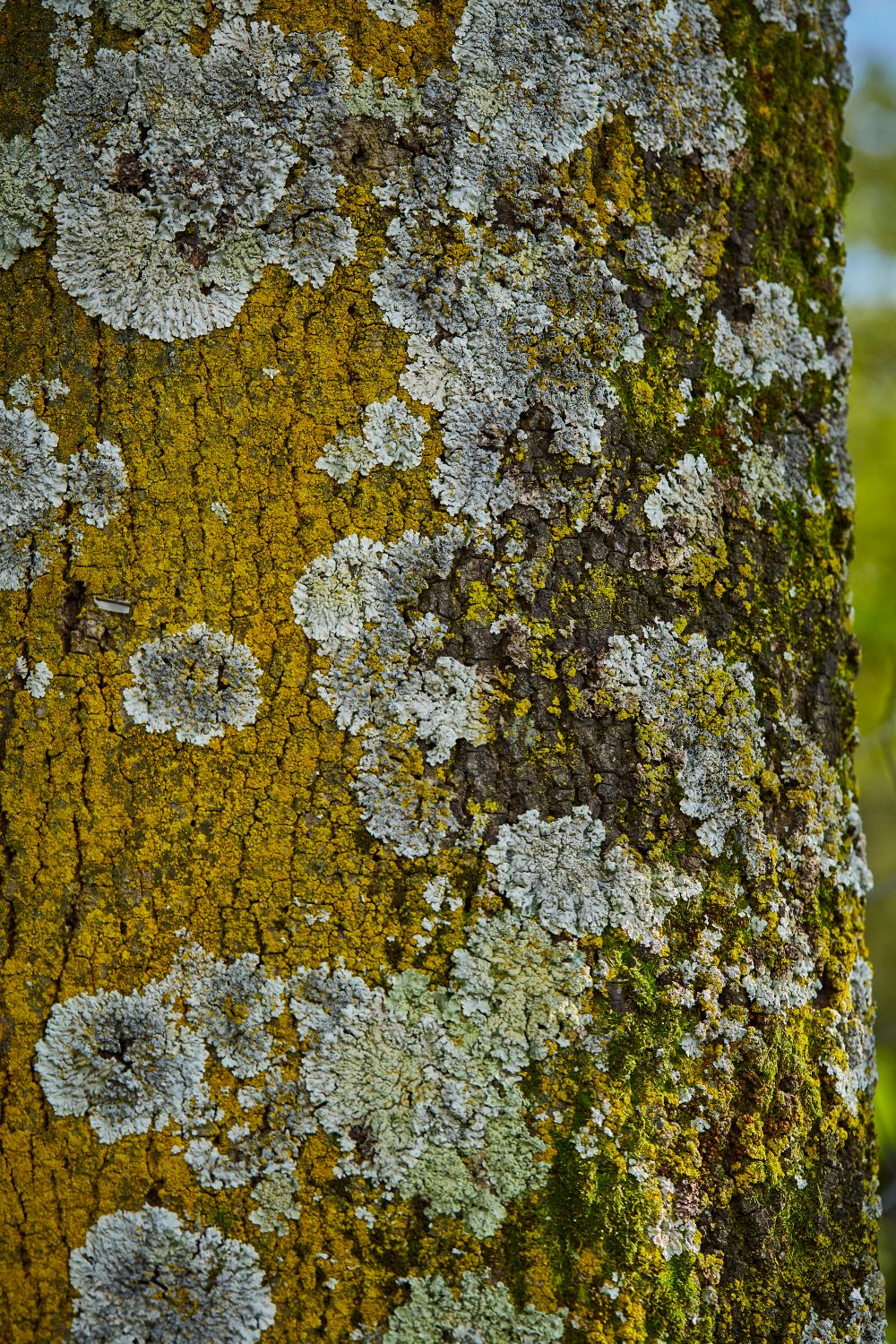 Lichen sur l’écorce d’un cèdre