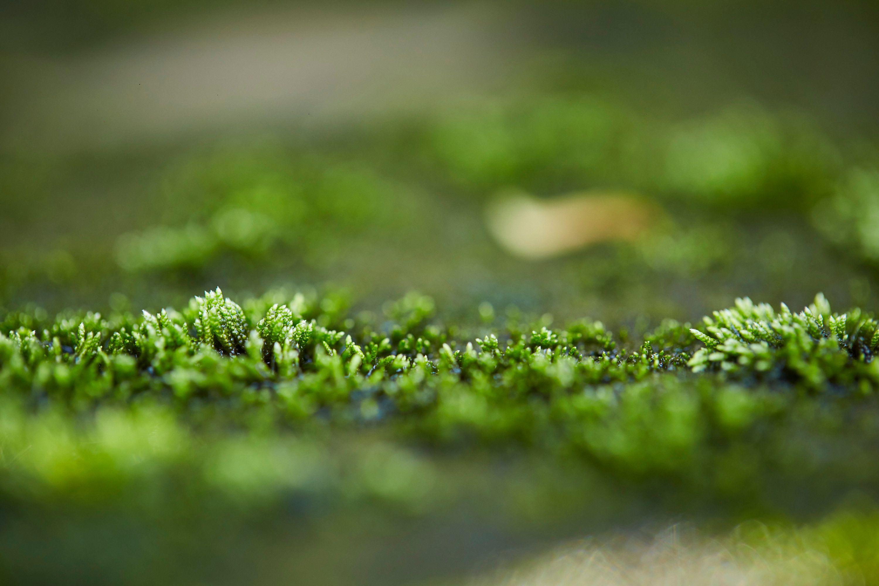 Detailed macro shot of green moss growing on a surface, showcasing nature's beauty.