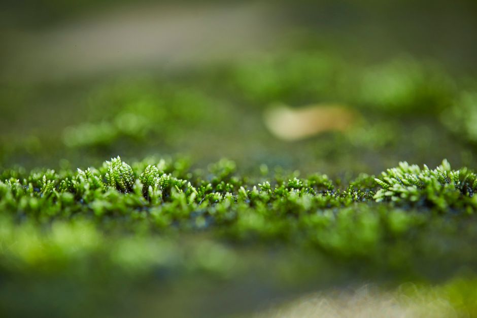 Detailed macro shot of green moss growing on a surface, showcasing nature's beauty.