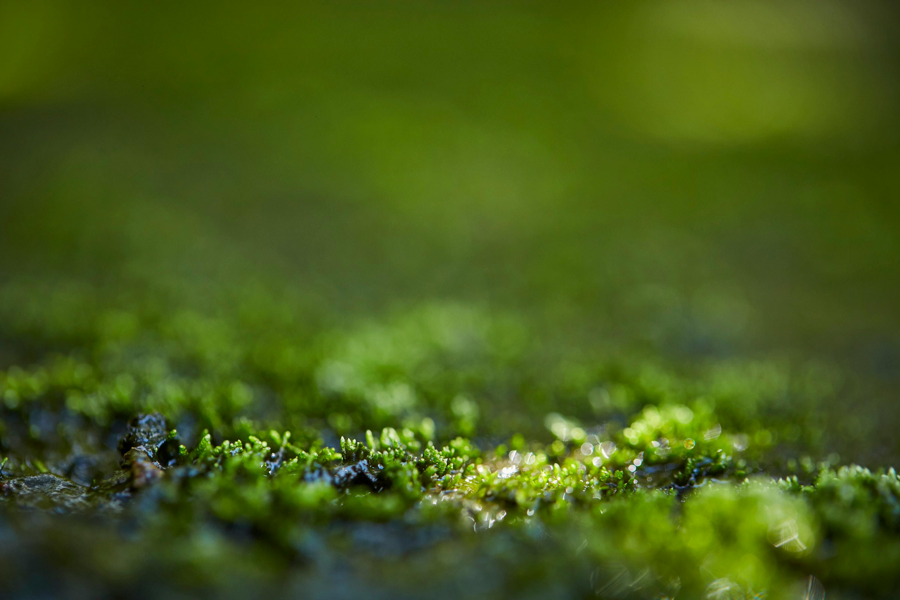 Gratis lagerfoto af @outdoor, biologi, biom Lagerfoto