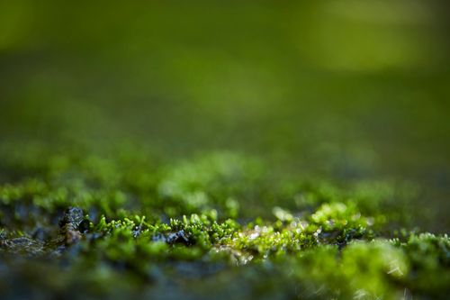 Free Detailed macro shot of lush green moss growing on a forest floor, with soft bokeh background. Stock Photo