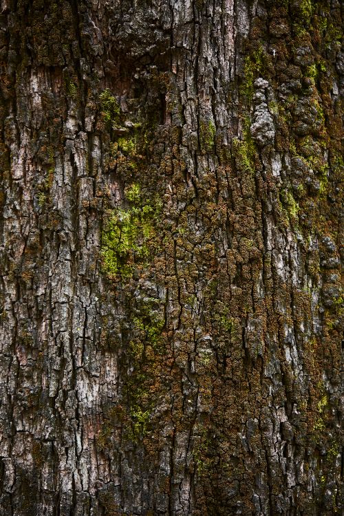 Free Detailed texture of moss-covered tree bark, perfect for nature backgrounds. Stock Photo