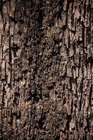 Wood grain surface, photo by Nikolass Graff on Pexels